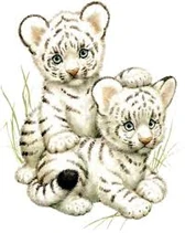 Snow Tiger Cubs