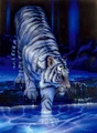 White tiger.jpg