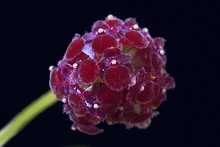 Platystele umbellata.jpg
