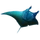 Item pacificmanta 01