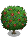 Lychee6-icon