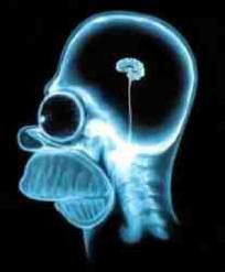 Cerebro.jpg