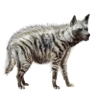 Huge item stripedhyena 01