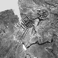 Icarosaurus