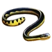 Yellow Sea Snake