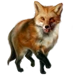 Item redfox 01