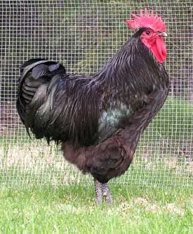 Chicken Australorp