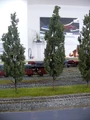 Pappeln bt2010.jpg