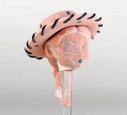 Jessie Head Proto