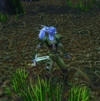 Ashenvale Scout
