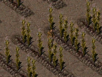FO01 NPC Curtis