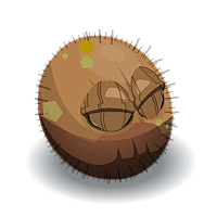 Kokonut