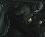 Gray fox