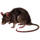 Item brownrat 01