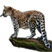 Item amurleopard 01
