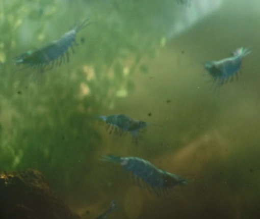 Krill.png
