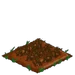 Long Onion withered