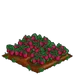 Straspberry extra100