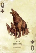 Queen of Clubs
