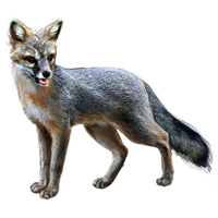 Huge item grayfox 01.png