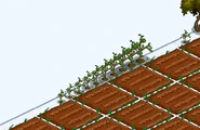 Seedlingsize