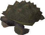Tortoise old