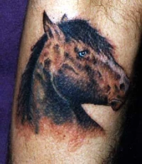 Animal10