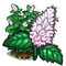 Peppermint-icon.png
