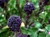 Purple Sprouting