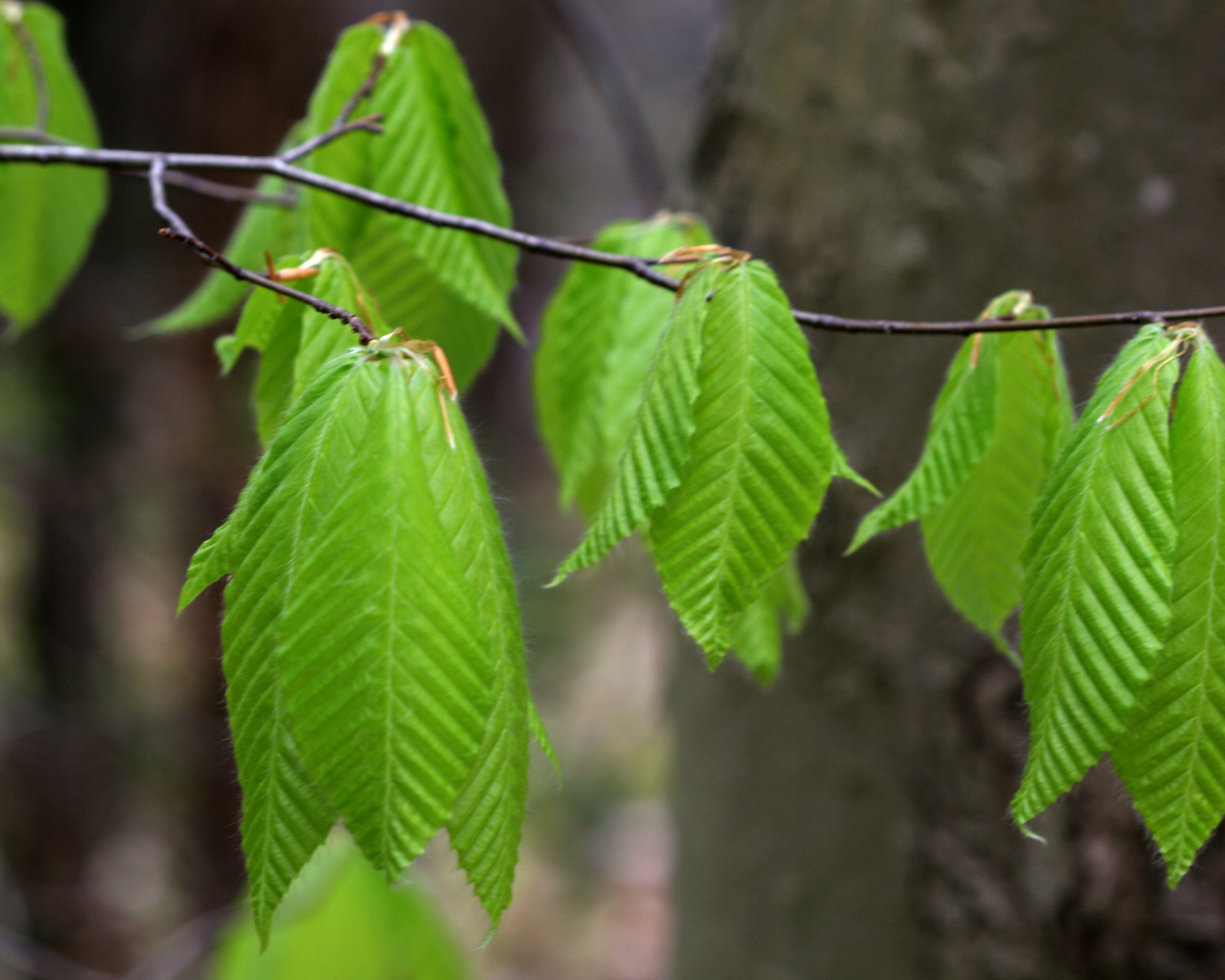 slippery-elm-analytical-wiki