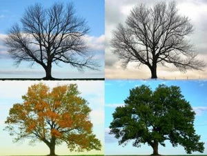Four Seasons - Longbridge Road