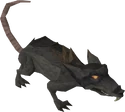 Giantrat