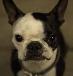 Marv1