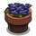 Pansies-icon.png