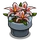Lilies-icon.png