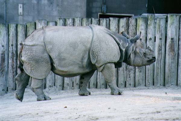 File:Armored Monoceros.jpg - Alternative History File:Armored Monoceros.jpg - Alternative History
