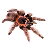 Huge item pinkbirdeatertarantula 01.png
