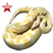 Item albinopython ruby 01