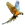 Item macaw 01
