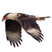 Item caracara 01