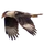 Item caracara 01