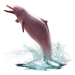 Item amazondolphin 01