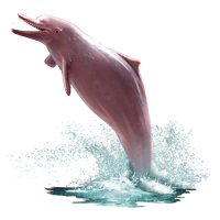 Huge item amazondolphin 01