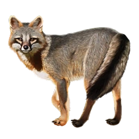 Huge item brazilianfox 01.png