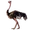 Item ostrich 01