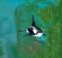 FrenziedOrca