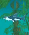 Famished Great Shark