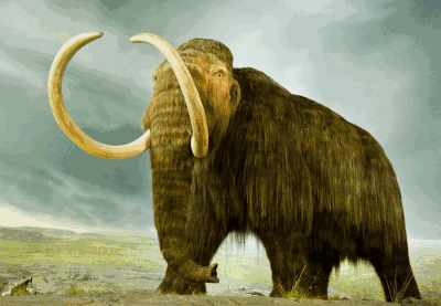 mammoth to elephant