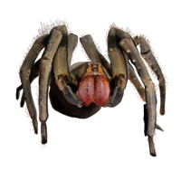 Huge item brazilianwanderingspider 01
