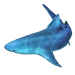 Bull Shark